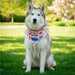 Custom Bosco Large Polyester Dog Bandana L / SOLID WHITE - Pet Accessories,Custom Accessories