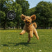 Catch Pet Frisbee BLACK - Accessories,Pets