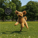 Catch Pet Frisbee BLACK - Accessories,Pets